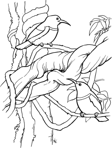 Regal Sunbird Coloring Page